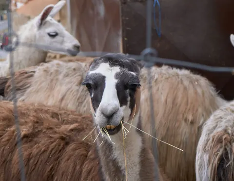llamas