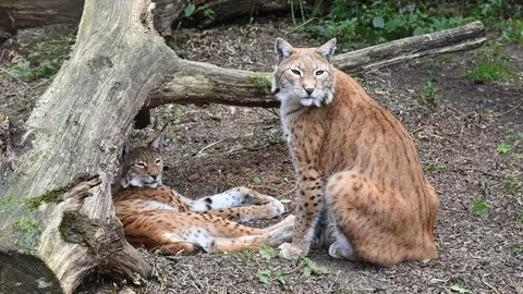 Lynxes