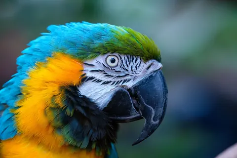 macaws