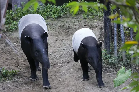 Malayan tapirs