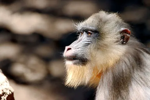 Mandrill