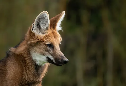 Maned Wolf