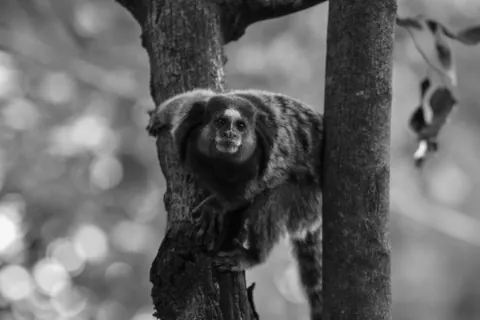 marmosets