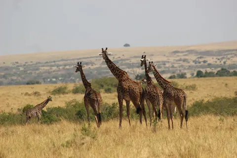 Masai giraffes