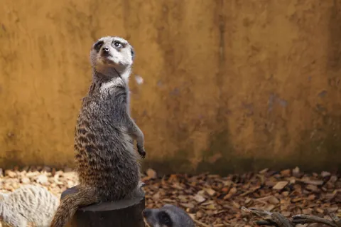 Meerkats