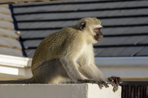 monkeys