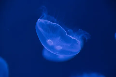 moon jellyfish
