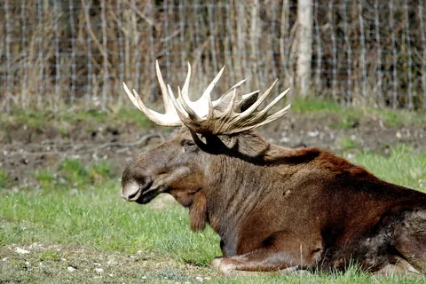 Moose (elk)