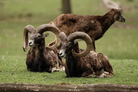 Mouflon