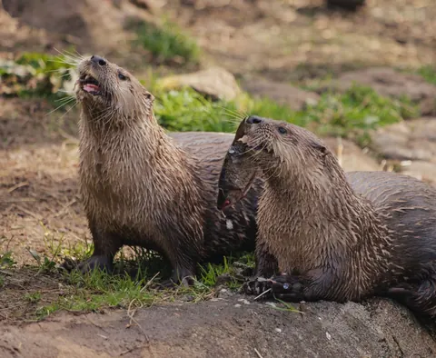 North American River Otter