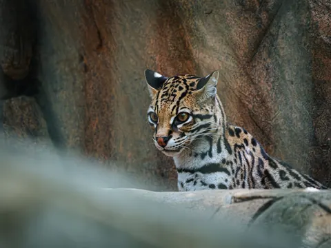 ocelot