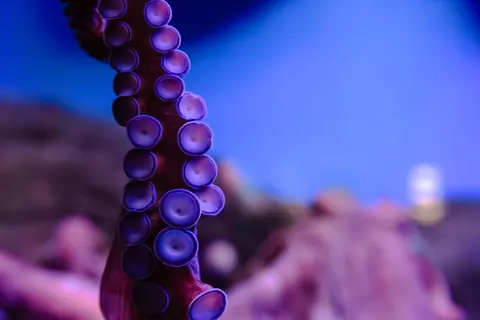 Octopus