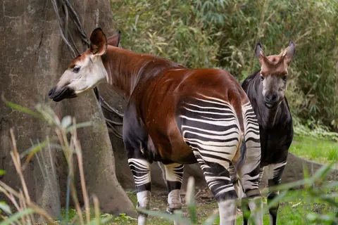 okapis