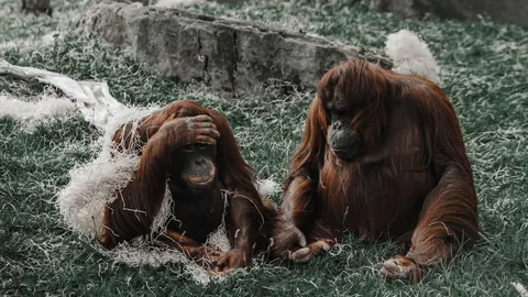 Orangutan