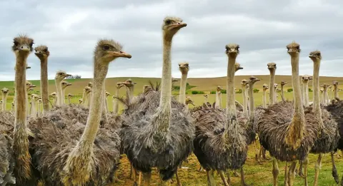 ostriches