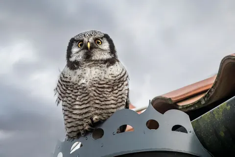 owls