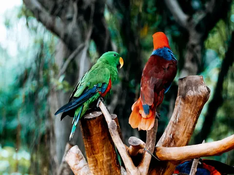 Parrots