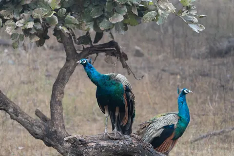 Peacocks