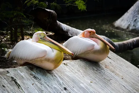 pelicans
