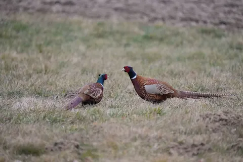 pheasants