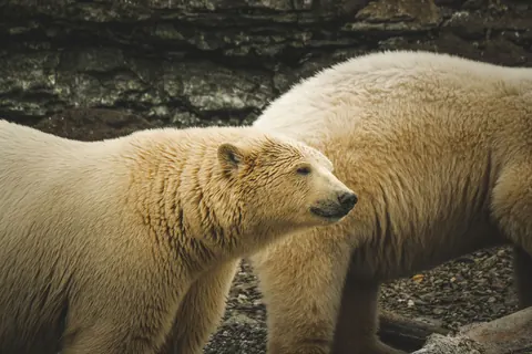 Polar bear