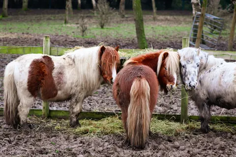 pony