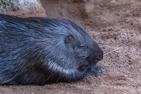 Porcupines