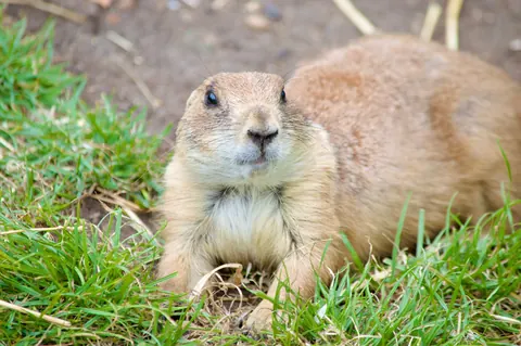 Prairie dogs