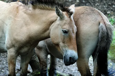 Przewalski’s horses