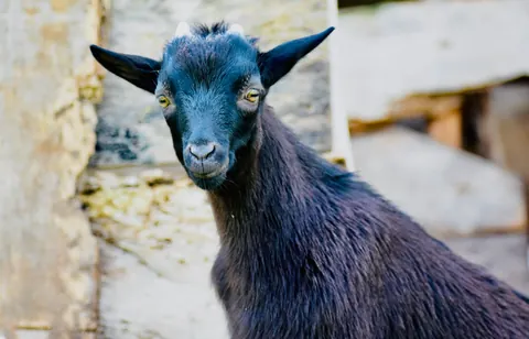 pygmy goats