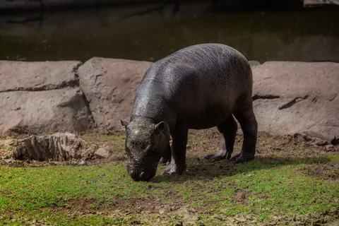 pygmy hippos