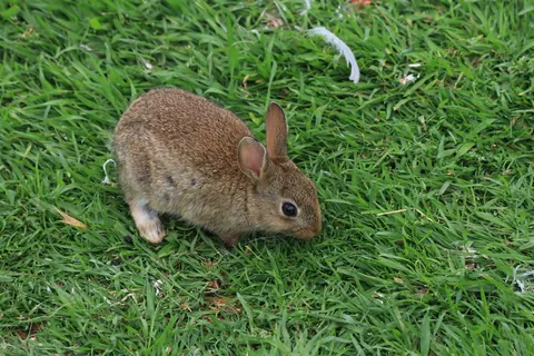 Rabbits