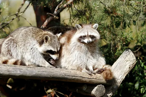 raccoons