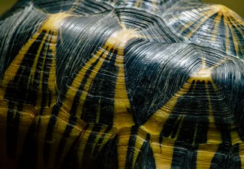 Radiated Tortoise