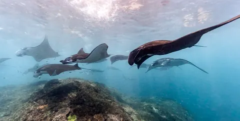rays
