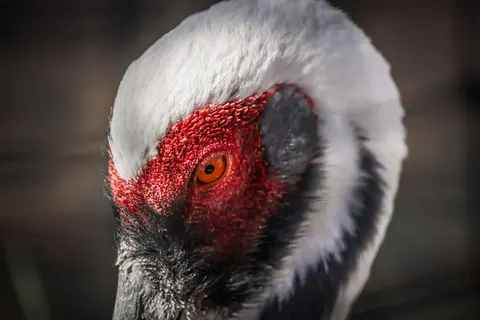 Red-crowned crane