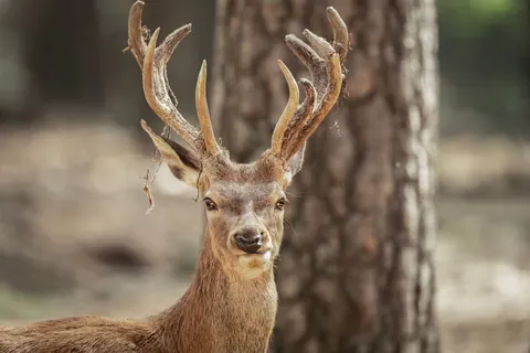red deer