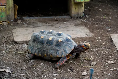 red-footed tortoises