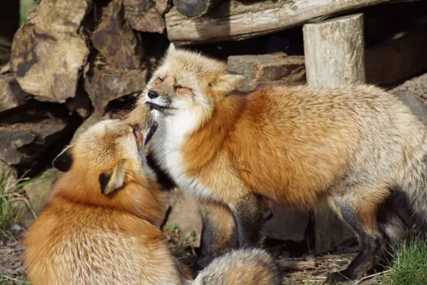 Red fox