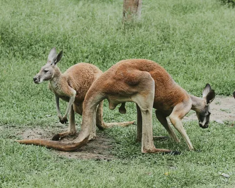 red kangaroos