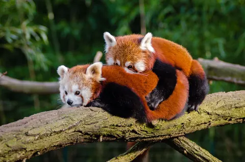 red panda