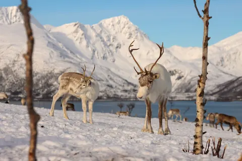 Reindeer