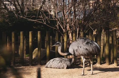 rheas