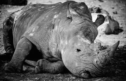 rhinos