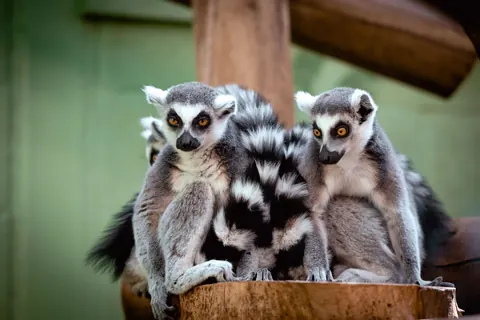 Ring-tailed lemurs