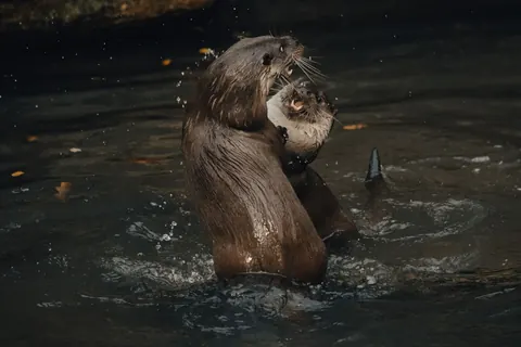 river otters
