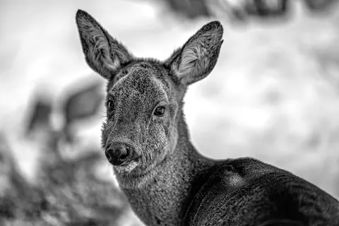 roe deer