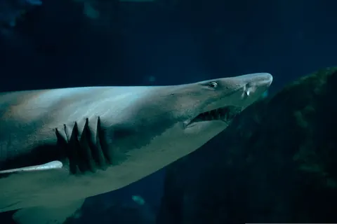 sand tiger sharks