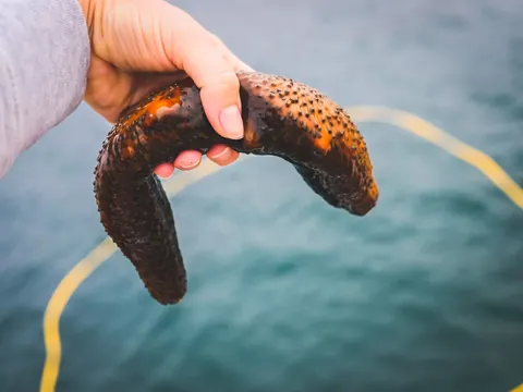 Sea cucumber