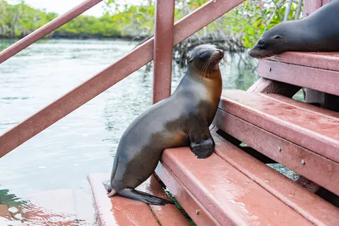Sea Lion